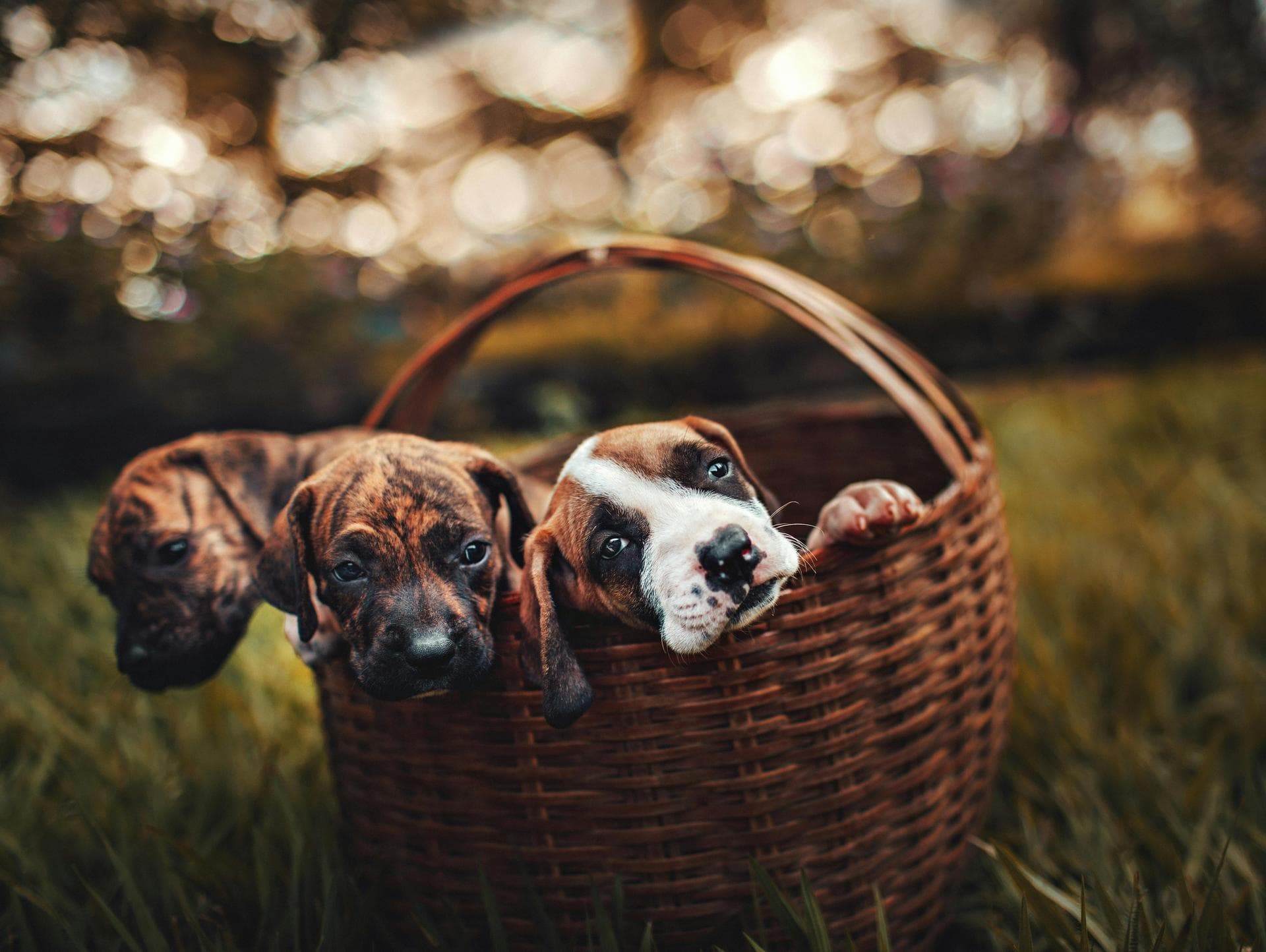 Kennel Cough Vaccine Prices in Redbridge