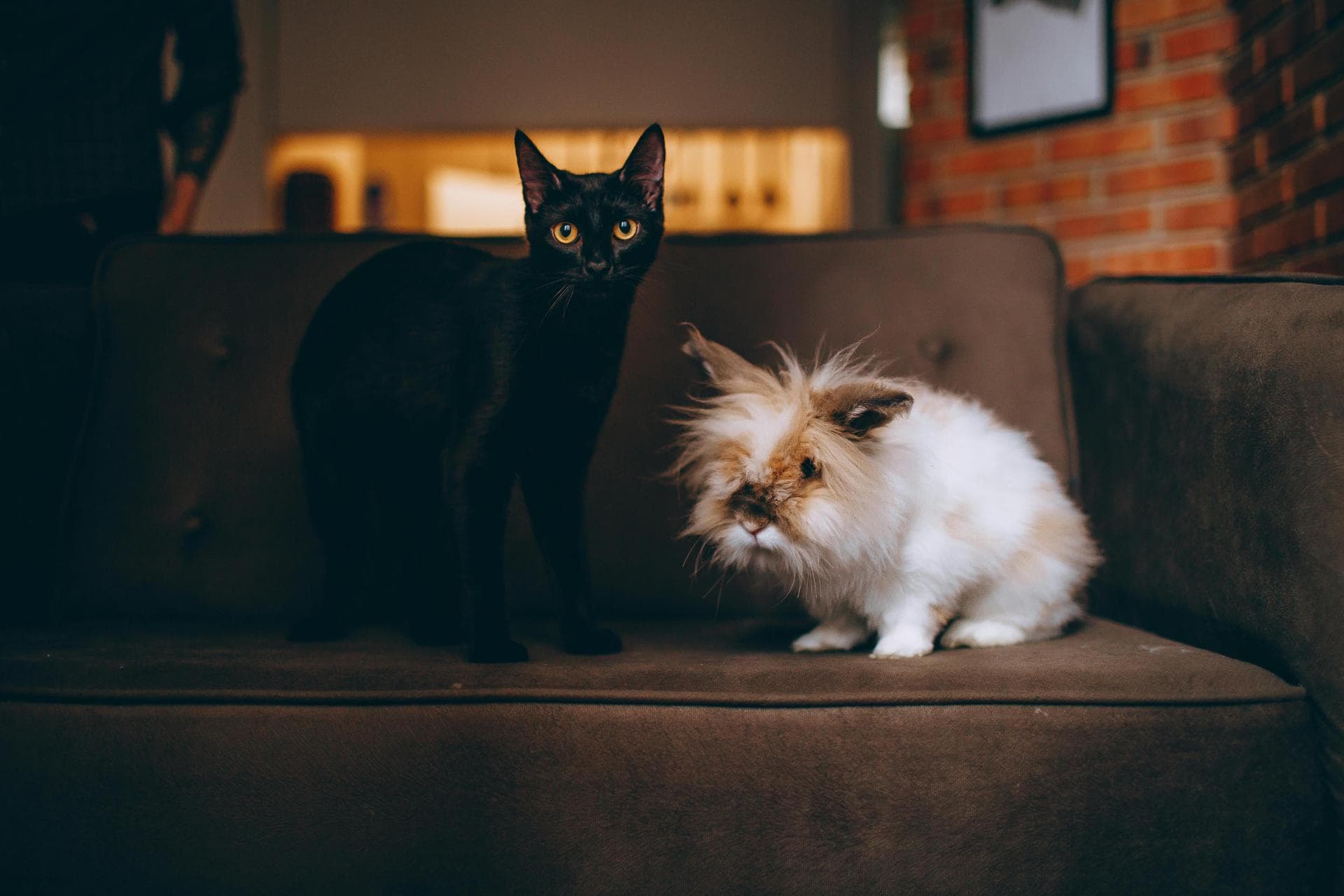 Cat Spaying Prices in Redbridge